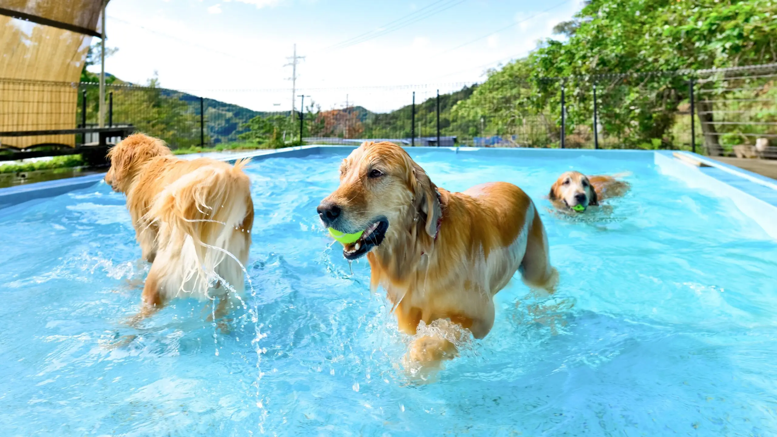 3月中旬～11月中旬まで利用可能のドッグプール！小型犬～大型犬まで楽しめます。