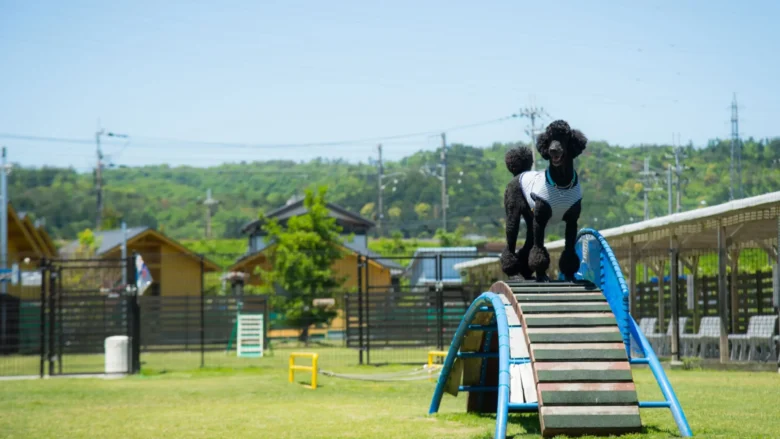 当館看板犬プードルのカバタくんです♪皆様をお待ちしております！