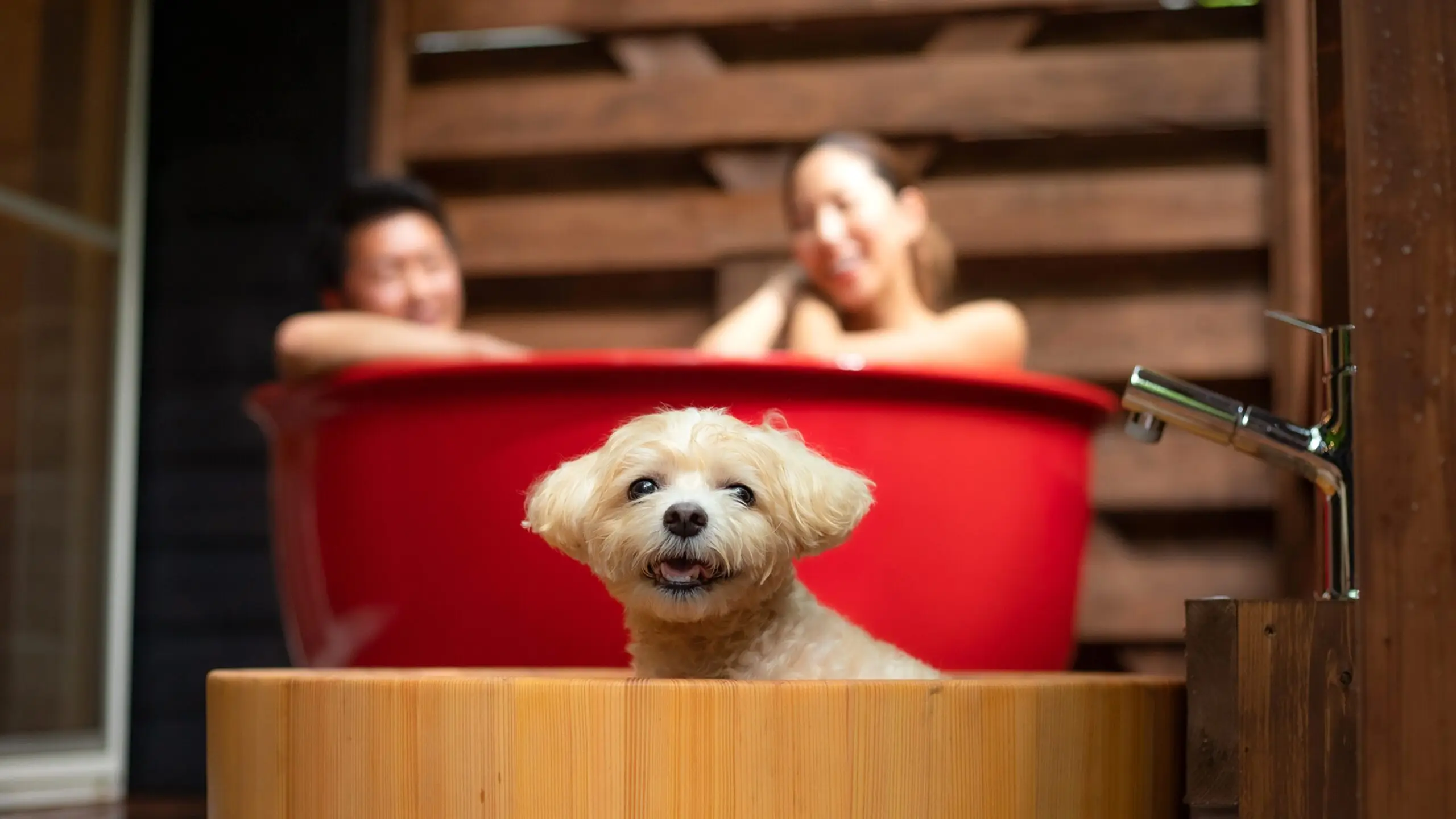 2023年OPEN【プレミアム・ヴィラ】ワンちゃんも飼い主さんも、一緒に温泉を楽しめます♪