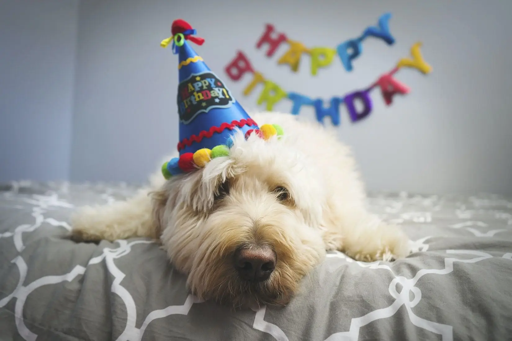 愛犬と最高のお誕生日旅行を！愛犬の誕生日におすすめしたいペットと泊まれる宿10選