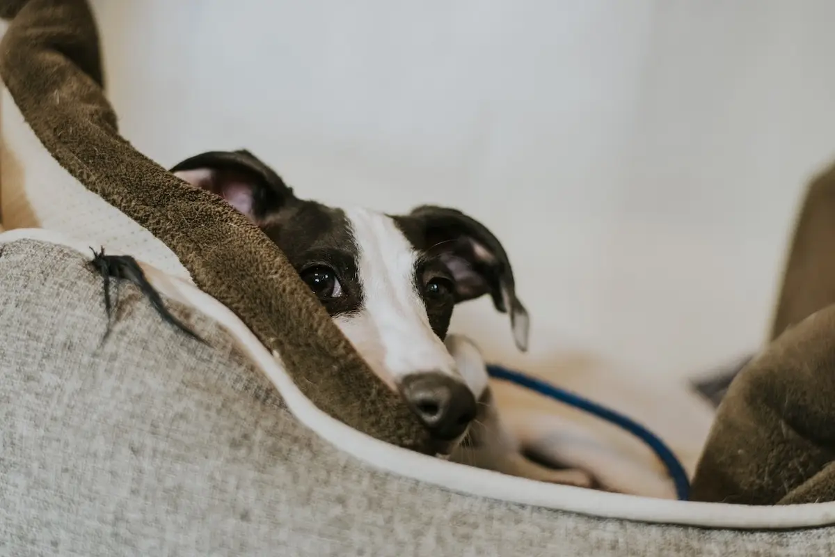 愛犬と一緒に食事ができるペットと泊まれる宿