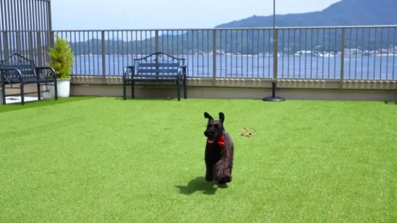 屋上ドックランで遊ぶ若女将禾