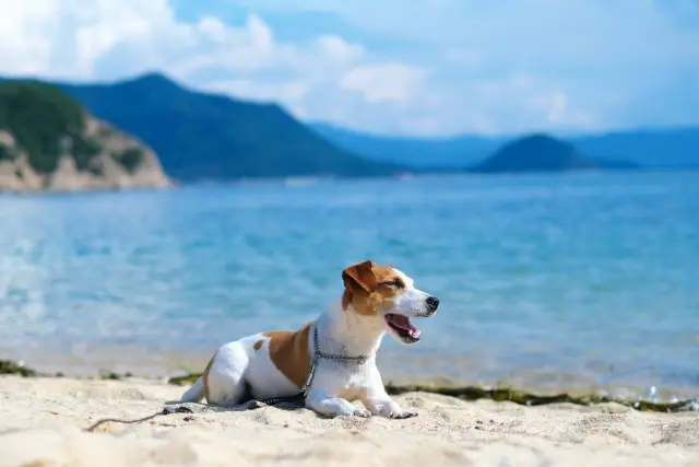 人気宿はどこなのか！夏に人気のペットと泊まれる宿ランキング　TOP10！