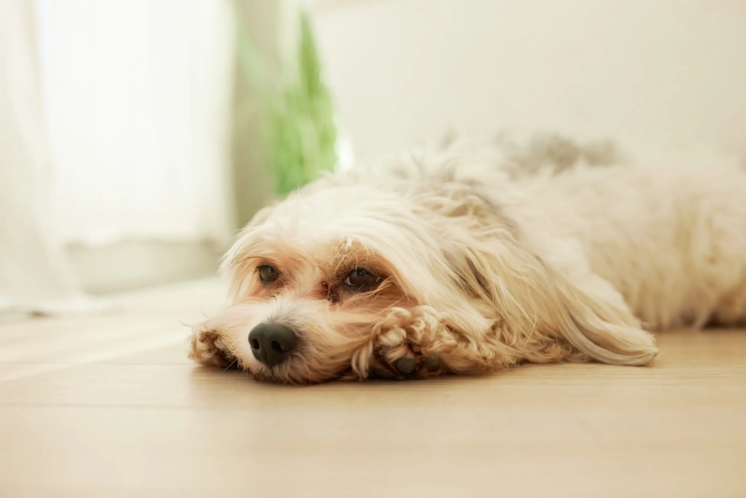 愛犬が骨折・がんになったら・・・？　ペット保険の必要性と種類、選び方をご紹介<br>presented by チューリッヒ少額短期保険株式会社