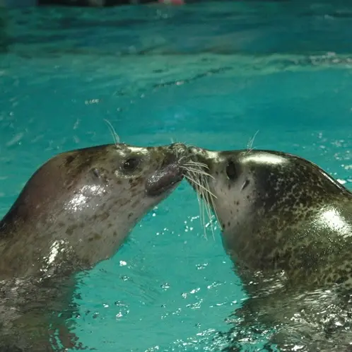 コンテンツタイトル（【下田海中水族館】）