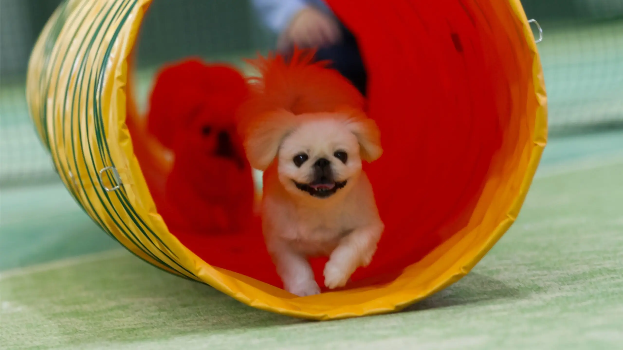 こだわりタイトル（ワンちゃんを退屈させない豊富な愛犬用設備）