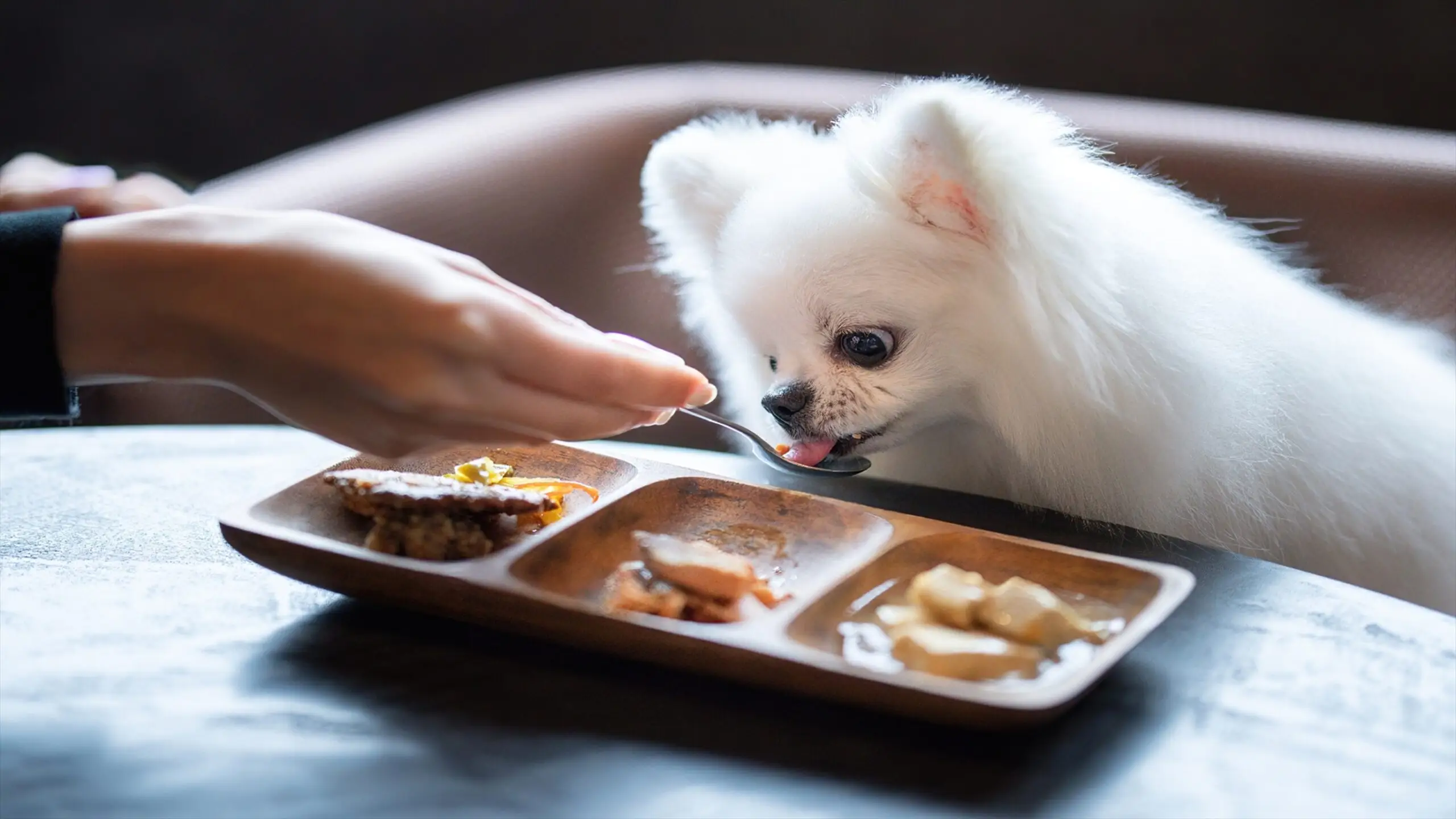 わんちゃんとレストランでお食事