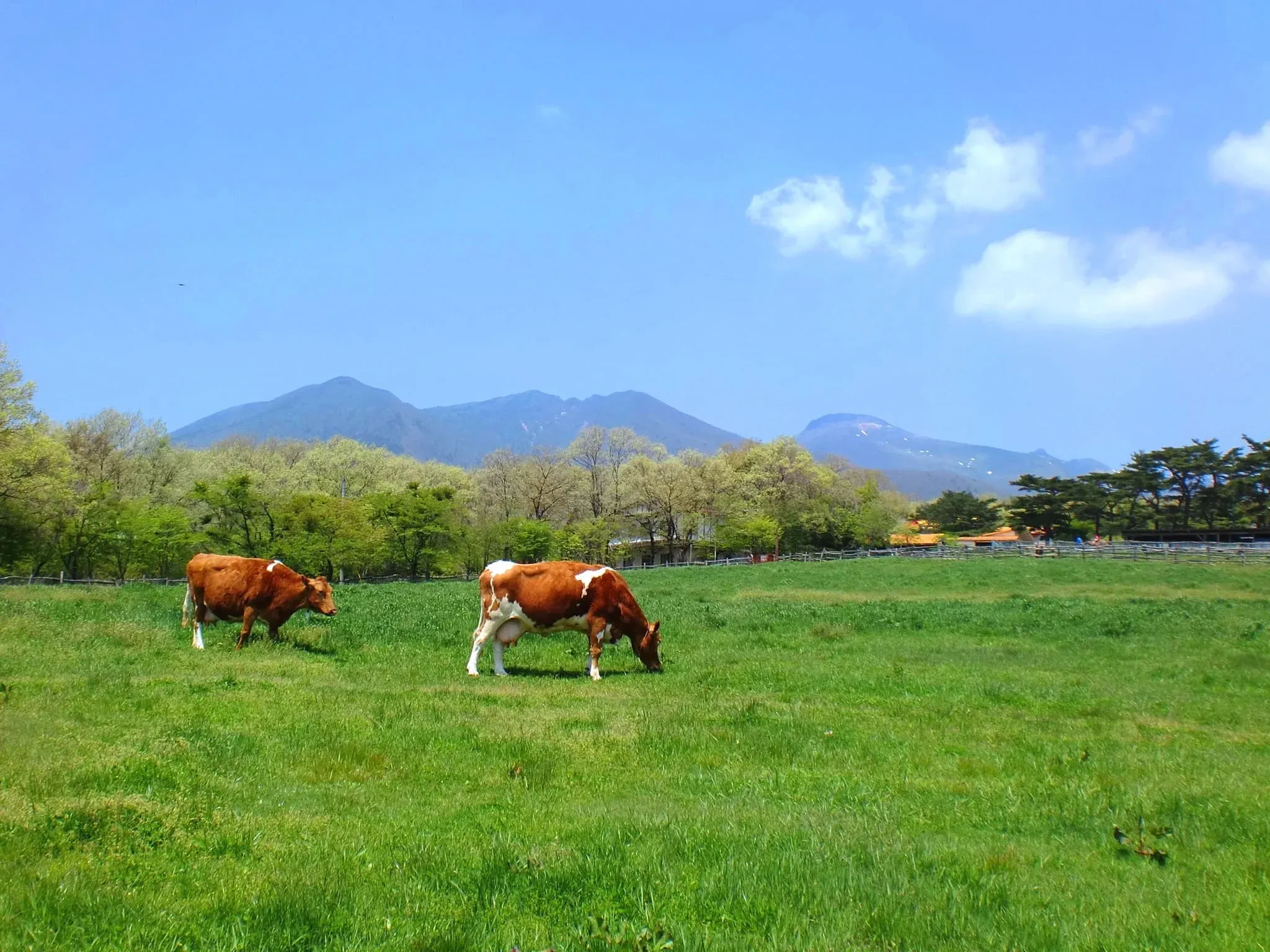 本州一の酪農大国栃木。那須連山のふもと、御用邸の敷地にも程近い、広大な自然豊かな環境にある南ヶ丘牧場。