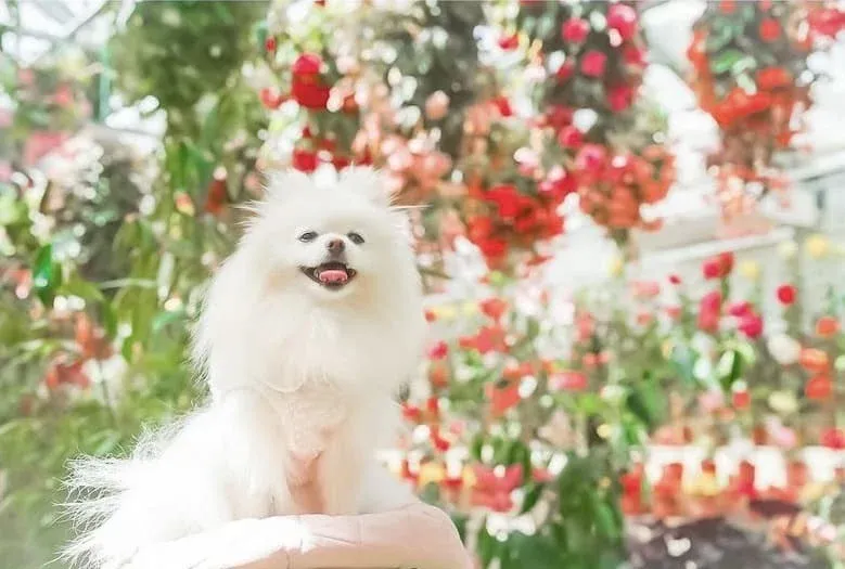 愛犬とお花のかわいいショット、撮ってみてくださいね！写真提供：@pomepomerinさま