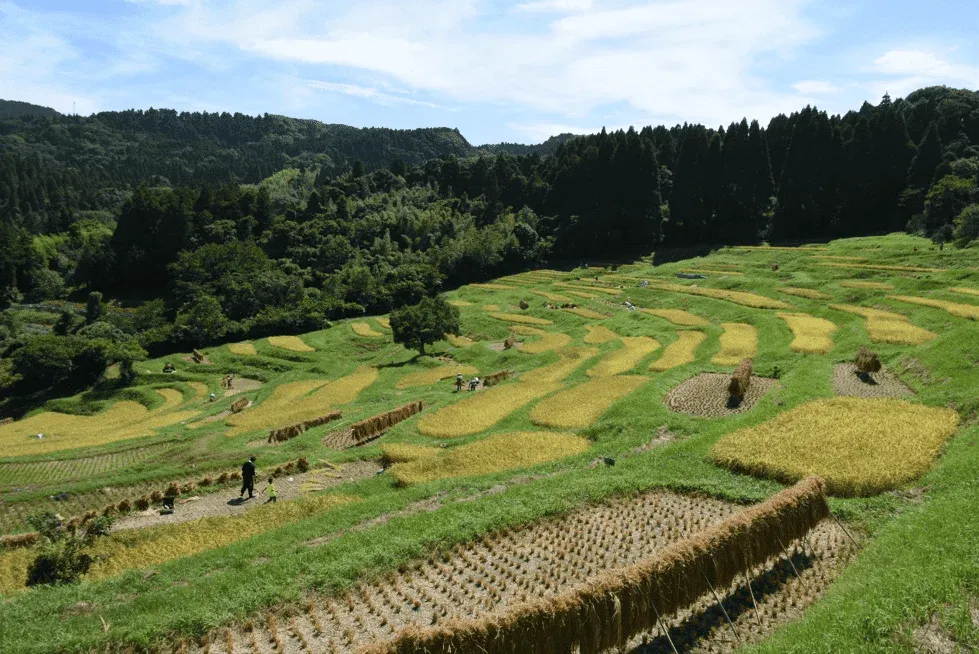 ｢日本の棚田百選｣にも選ばれた東京から一番近い棚田として知られる大山千枚田。
秋の収穫風景。