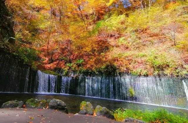 秋には、まばゆいばかりの紅葉が広がります。写真提供：軽井沢観光協会公式