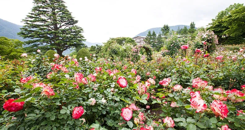 四季折々の花々たち！きれいな花々はどこで撮影してもわんちゃんのフォトスポット