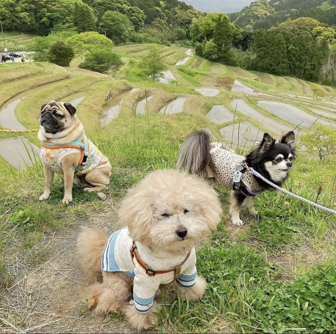 大自然をわんちゃんと一緒に感じることができます。
｜写真提供：@chibitarさま