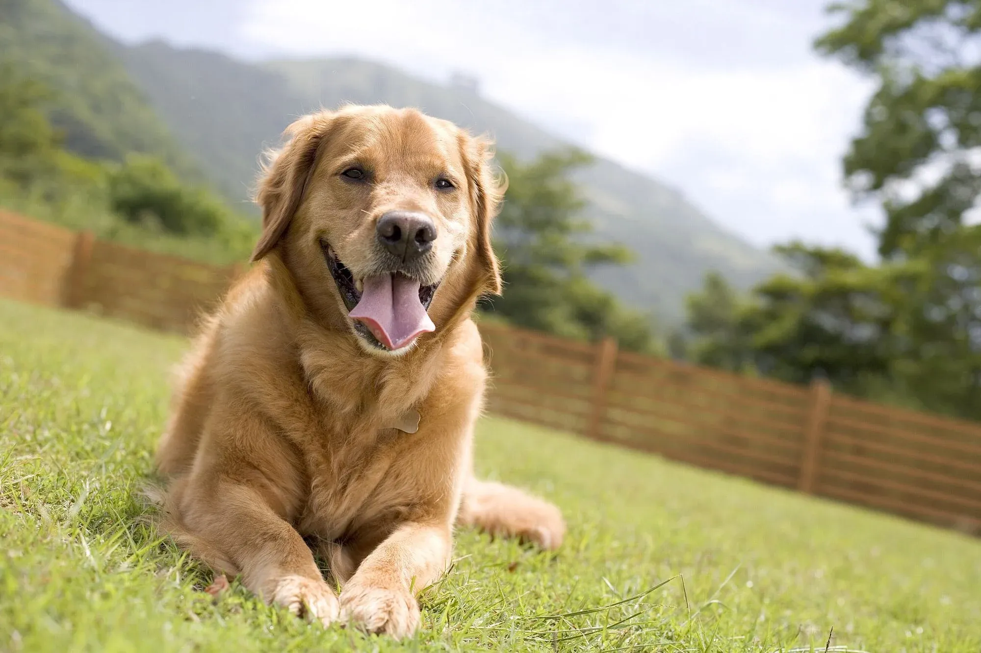 大型犬ものびのびと遊べます！