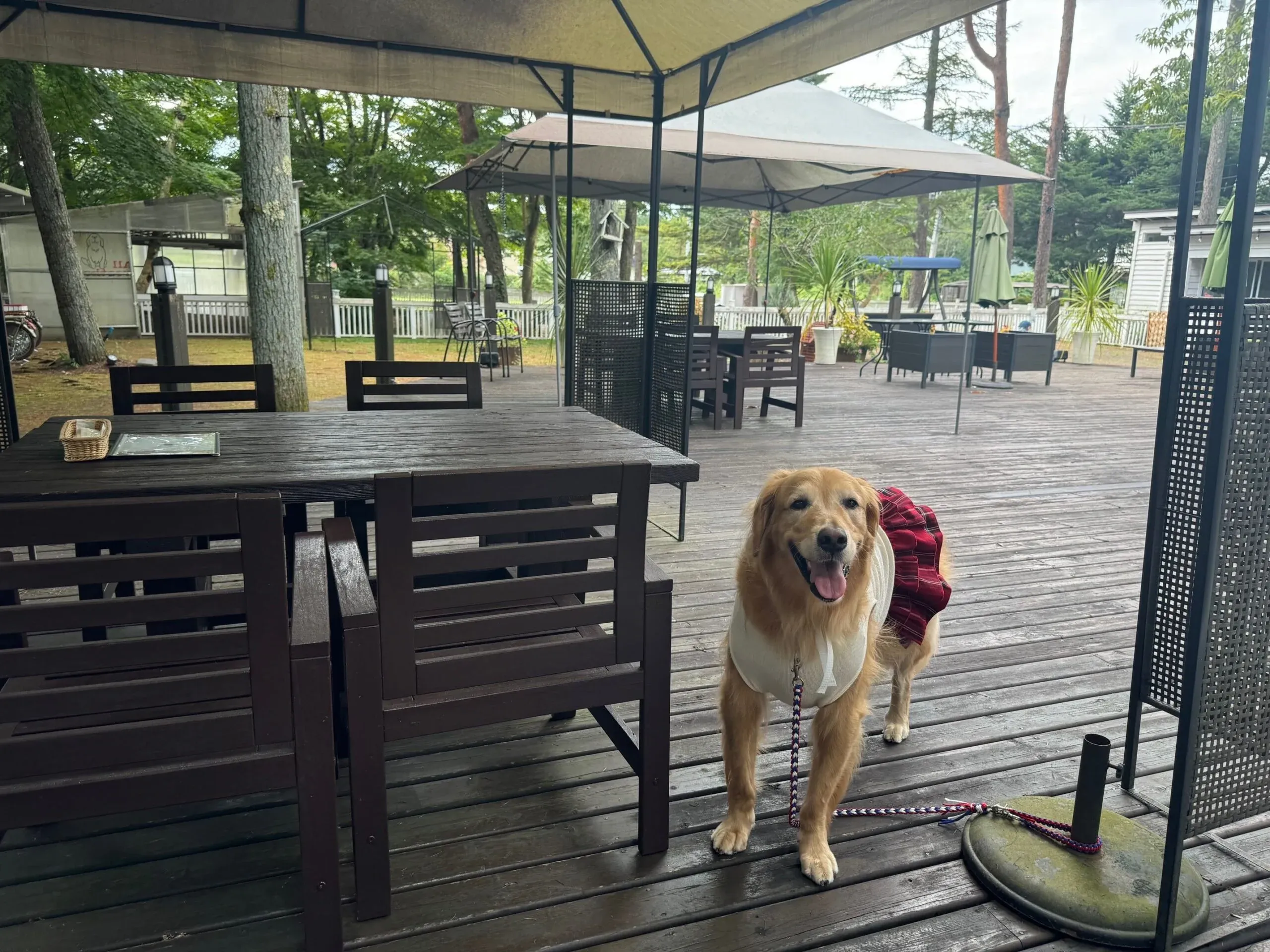 高原を感じられる爽やかなテラス席。急な雨や、寒くなってきても、室内でわんちゃんとくつろげるのがうれしい。