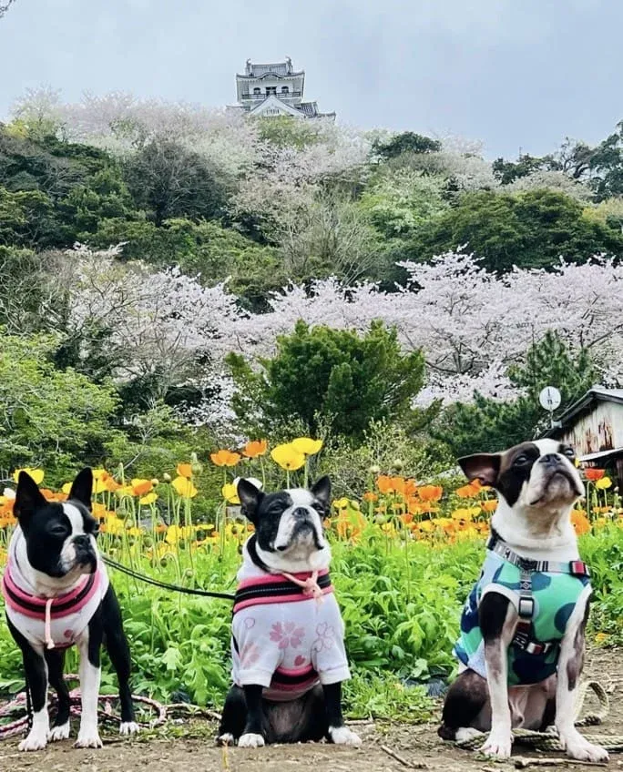 広場から館山城を望むことができるため、山頂まで行かずとも記念撮影は可能です。
｜写真提供：@kazu1141sakuramomokoさま