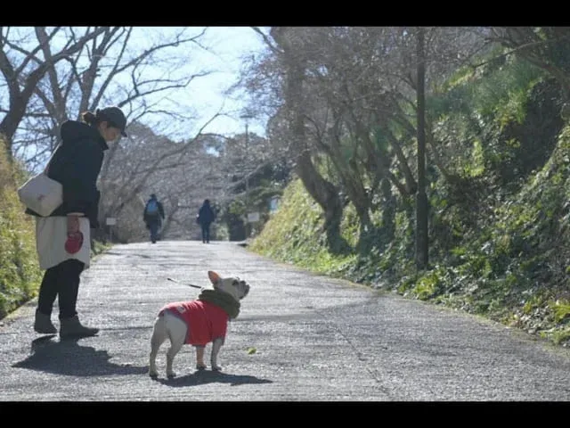 山頂までは少し急な上り坂ですが、四季の移ろいを感じながら散策できます。
｜写真提供：@kaizer__sozeさま