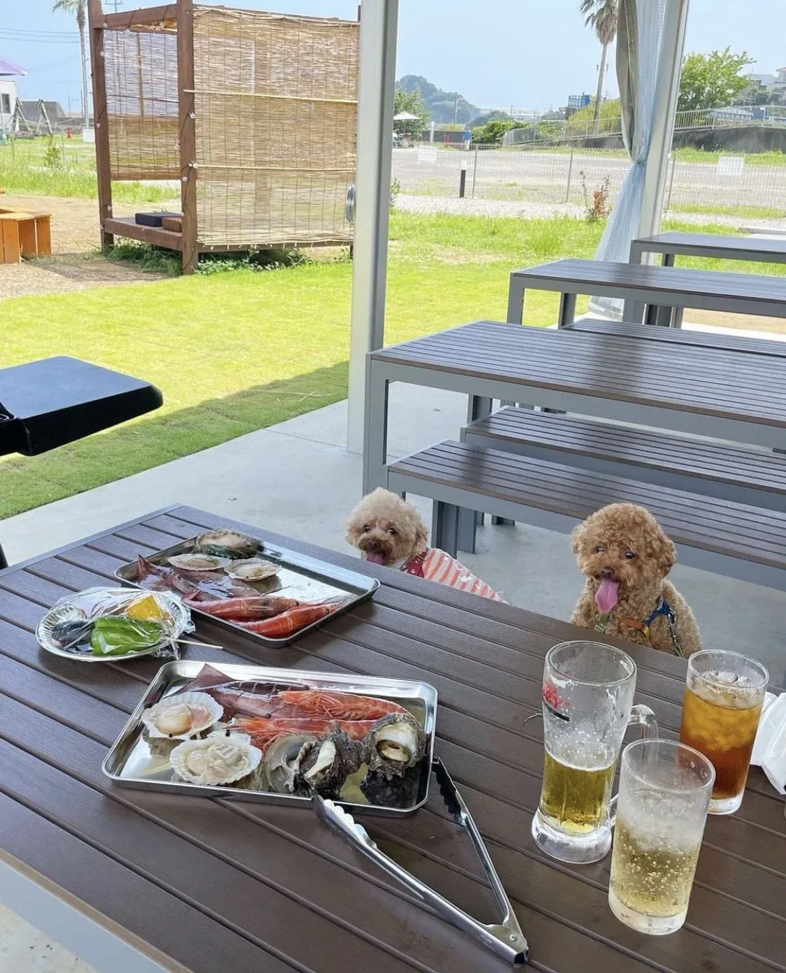 テラス席でわんちゃんと一緒に海鮮BBQをお楽しみいただけます。
｜写真提供：@koafeelingsさま