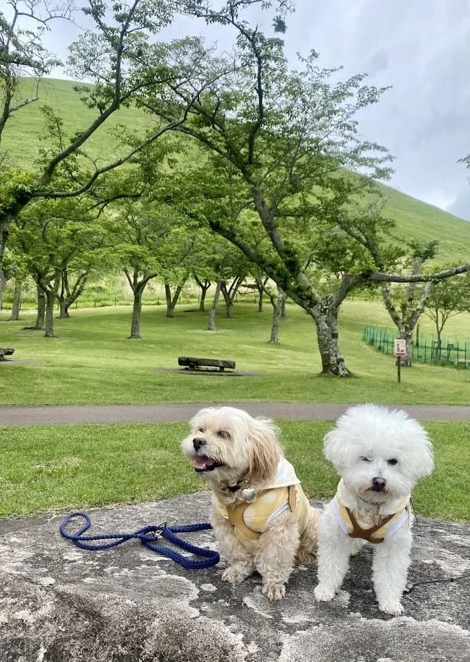 敷地内で火山噴出物のスコリアラフトの見物もできます。