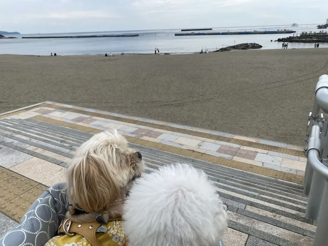 ビーチに入って遊ばなくても満喫できる海散歩。