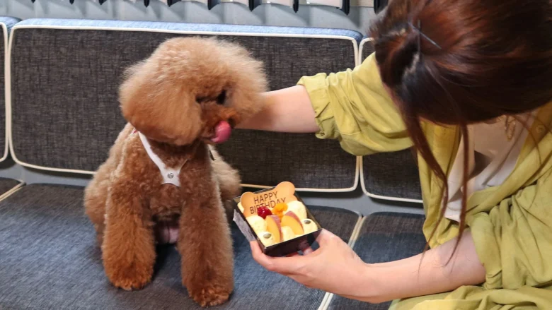 愛犬のためのバースデーケーキをご用意しています。（要事前予約） ※イメージ