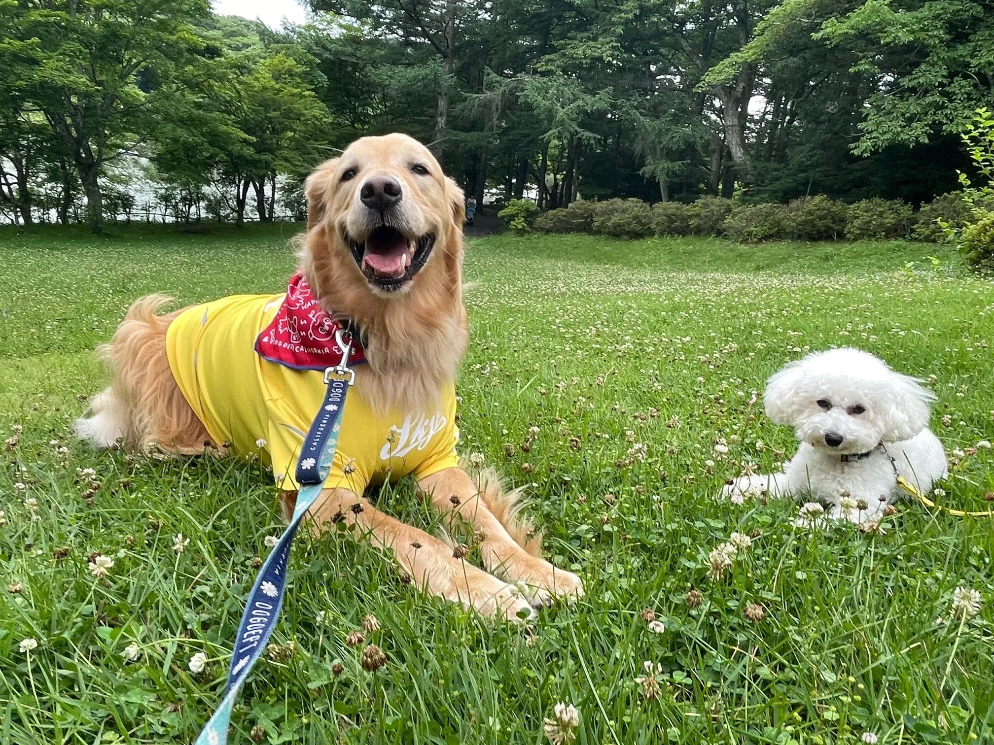 自然の中だから、愛犬たちもりラックスできますね。