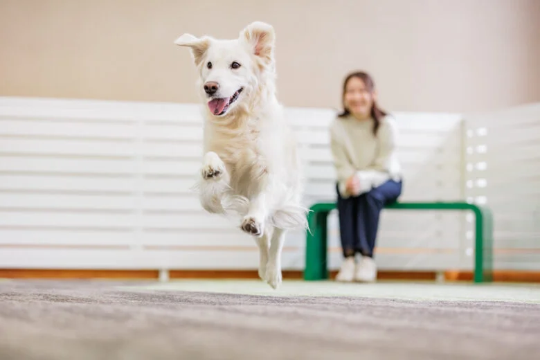 天候に左右されない、広々とした屋内ドッグラン