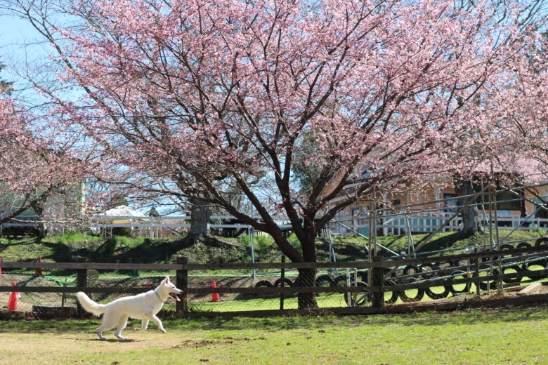 ドッグ(河津桜)