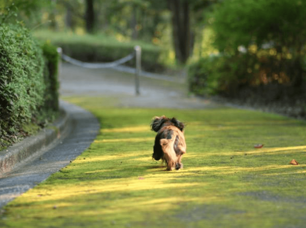 星のや軽井沢 休日いぬ部