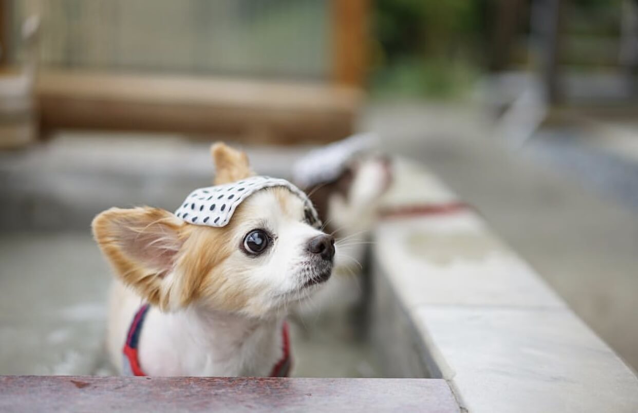 神奈川 犬と箱根にお出かけ 犬連れで楽しめる観光スポットをご紹介 休日いぬ部