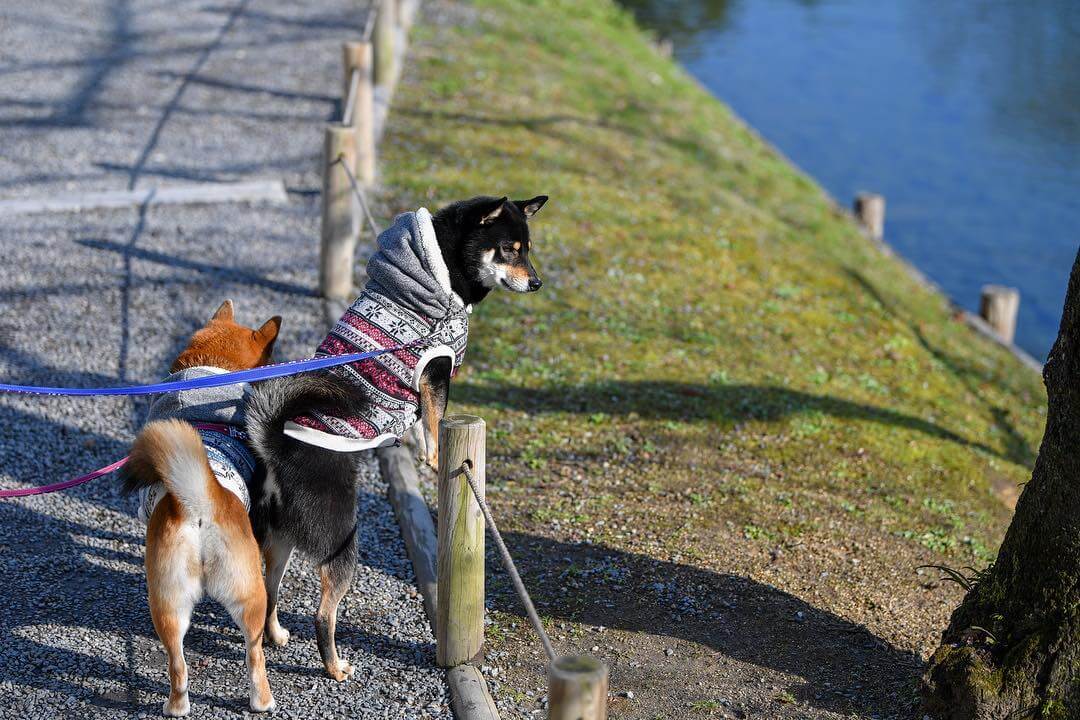 京都 犬と京都のお寺と神社を観光 初めての犬連れ旅行のおすすめスポットをご紹介 休日いぬ部