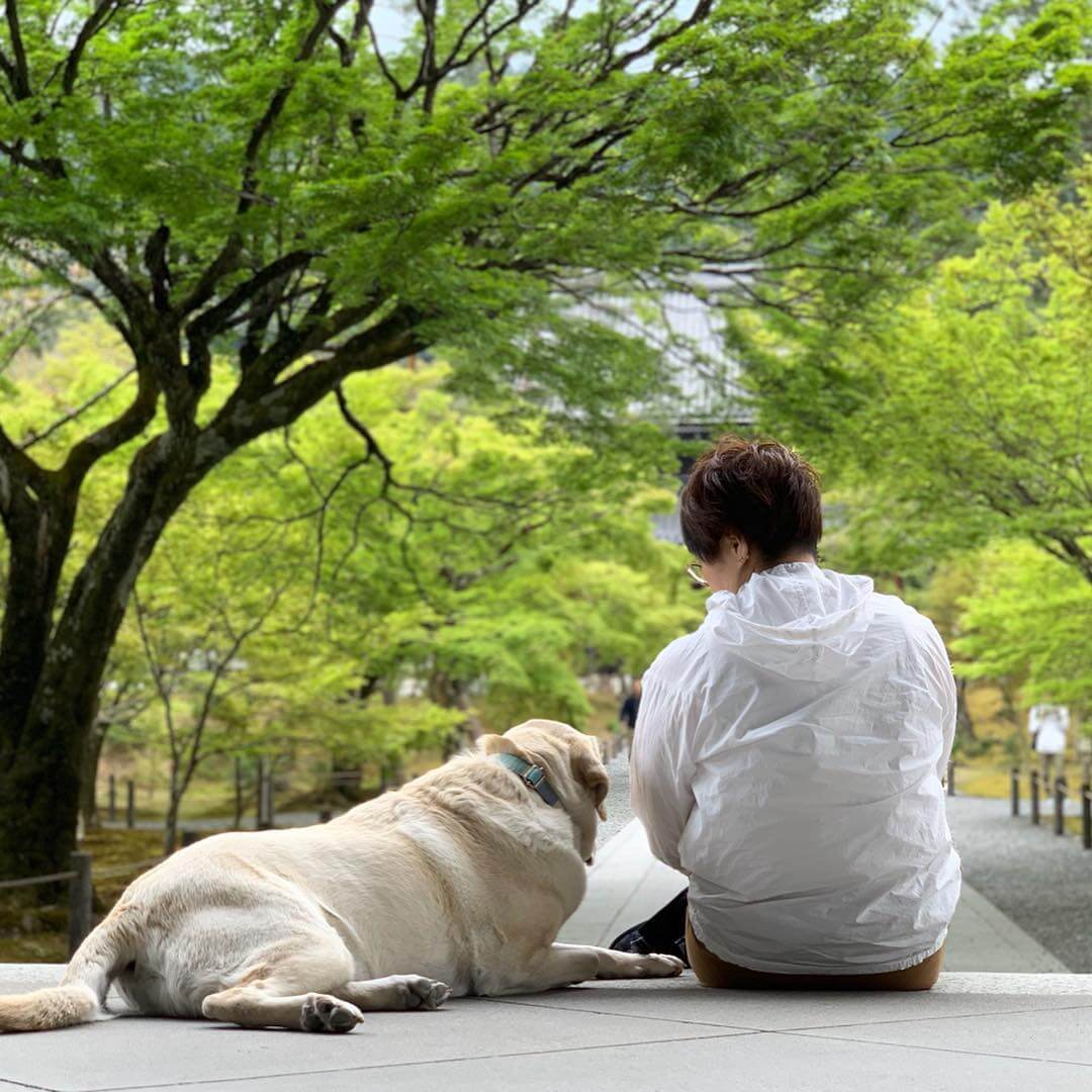 京都 犬と京都のお寺と神社を観光 初めての犬連れ旅行のおすすめスポットをご紹介 休日いぬ部