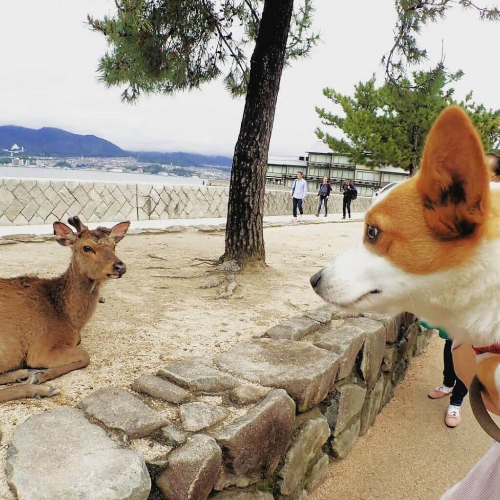 犬 と 触れ合える 広島