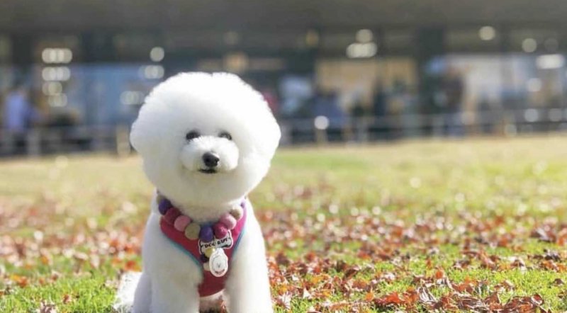 長野 犬と一緒に行ける軽井沢観光 グルメ 絶景 ショッピングスポットをご紹介 休日いぬ部