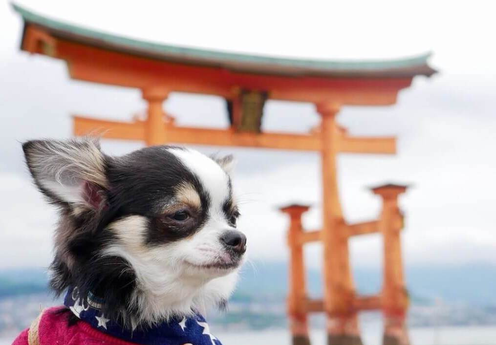 広島の犬とお出かけできる観光スポット！！宮島や自然溢れるスポットをご紹介