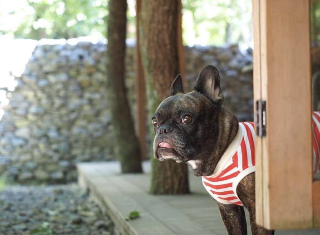 大分 湯布院のペットと泊まれる宿8選 愛犬と温泉も満喫しよう 休日いぬ部