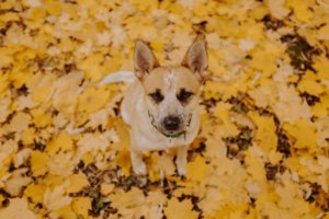 鳥取のペットと泊まれる宿おすすめ5選 愛犬も喜ぶドッグランや温泉宿をご紹介 休日いぬ部