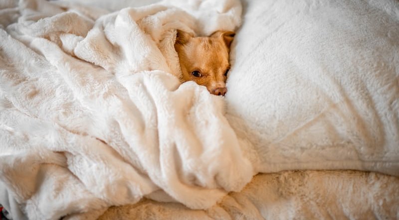 伊豆の部屋食が楽しめるペットと泊まれる宿10選 温泉や露天風呂付きのお部屋が多数 休日いぬ部