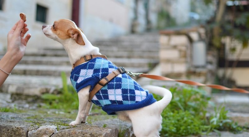 山梨のペットと泊まれる宿ランキングtop10 自然や景色を愛犬と満喫しよう 休日いぬ部