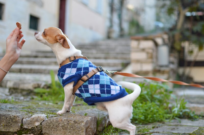 山梨のペットと泊まれる宿ランキングtop10 自然や景色を愛犬と満喫しよう 休日いぬ部