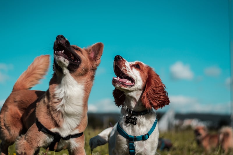 静岡 ペットと泊まれる宿ランキング5選 愛犬家から人気のtop5を順番に紹介 休日いぬ部