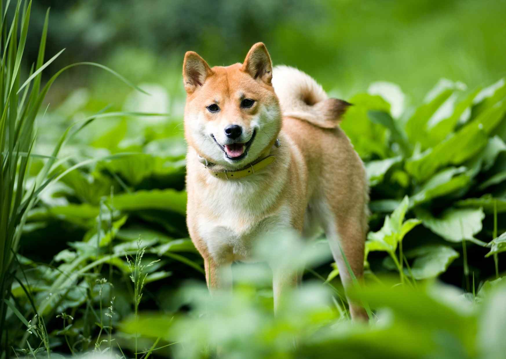 静岡 ペットと泊まれる宿 10選 自然美やアクティビティまで魅力あるエリアです 休日いぬ部