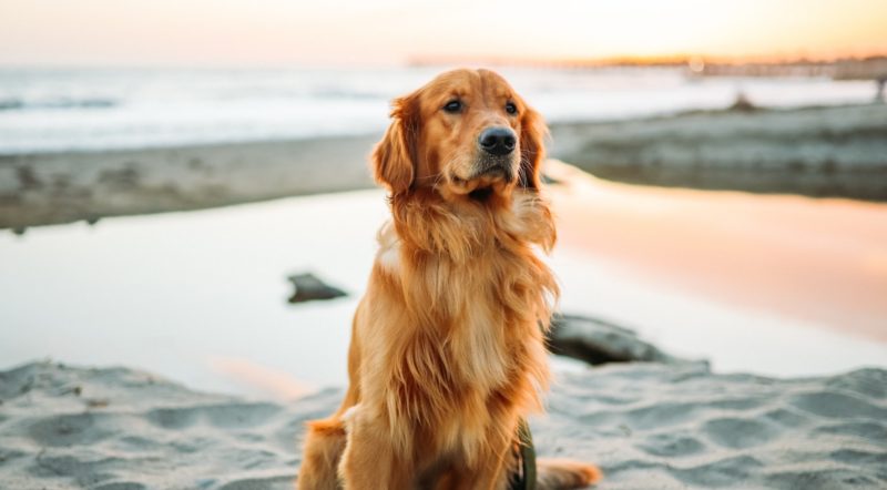 大型犬ok 関東からアクセス良好のペットと泊まれる宿10選 特徴別にご紹介します 休日いぬ部