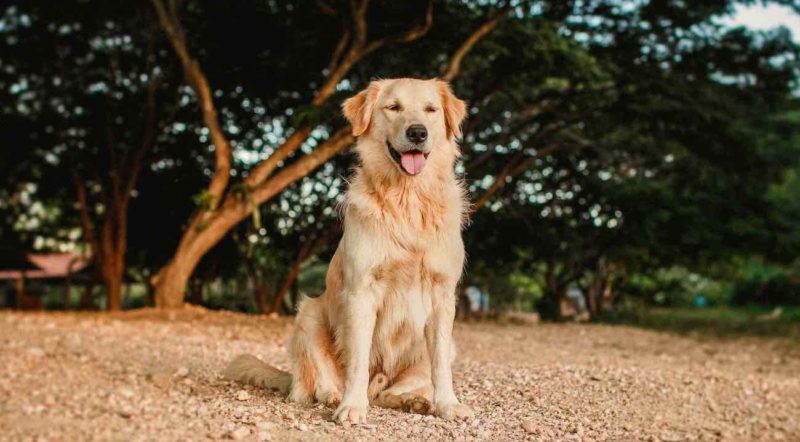 関東 大型犬okのペットと泊まれる宿 エリア別にお届けします 休日いぬ部