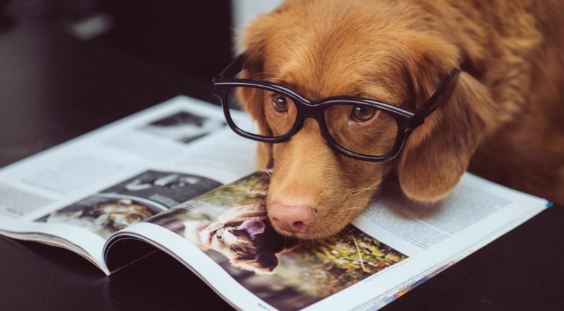 関西 大型犬okのペットと泊まれる宿10選 県別にご紹介 休日いぬ部