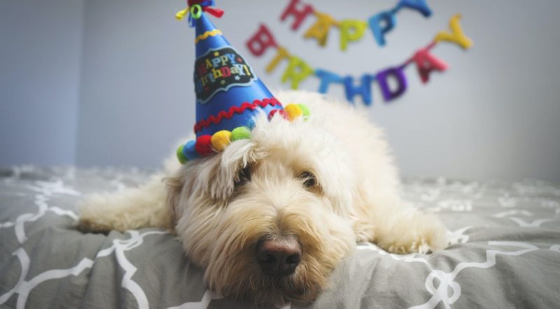 愛犬と最高のお誕生日旅行を 愛犬の誕生日におすすめしたいペットと泊まれる宿10選 休日いぬ部