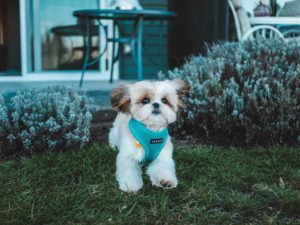 プライベートドッグラン付きのペットと泊まれる宿10選 愛犬とお部屋で楽しもう 休日いぬ部