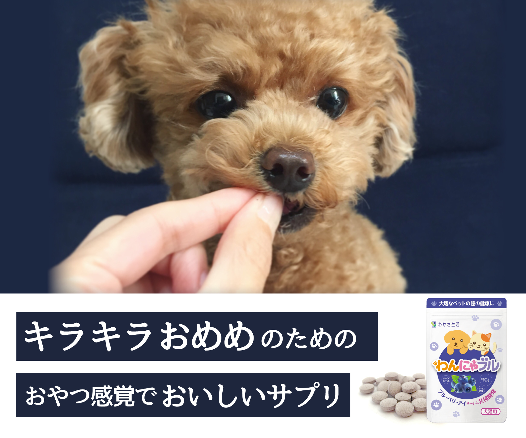 軽井沢 大型犬okのペットと泊まれる宿 特徴別にお届けします 休日いぬ部