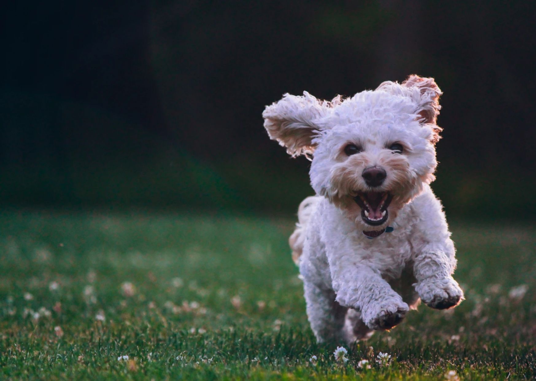 関東の愛犬と楽しめるグランピング施設8選 自然の中でリフレッシュしよう 休日いぬ部