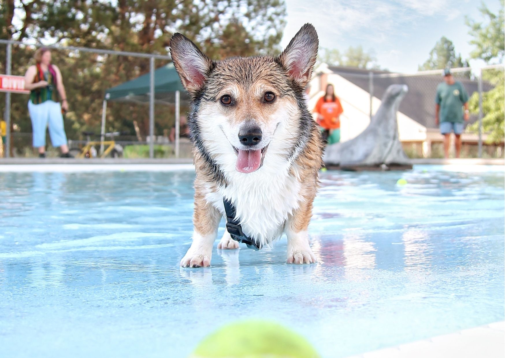 関東 暑い夏でも楽しめる 愛犬用プールのあるペットと泊まれる宿6選 休日いぬ部